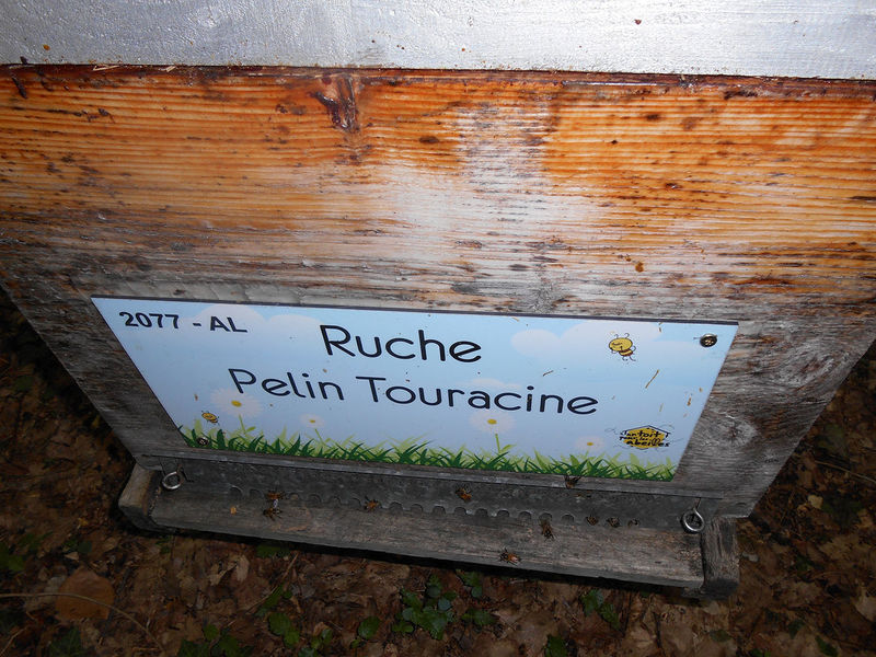 La ruche Pelin Touracine